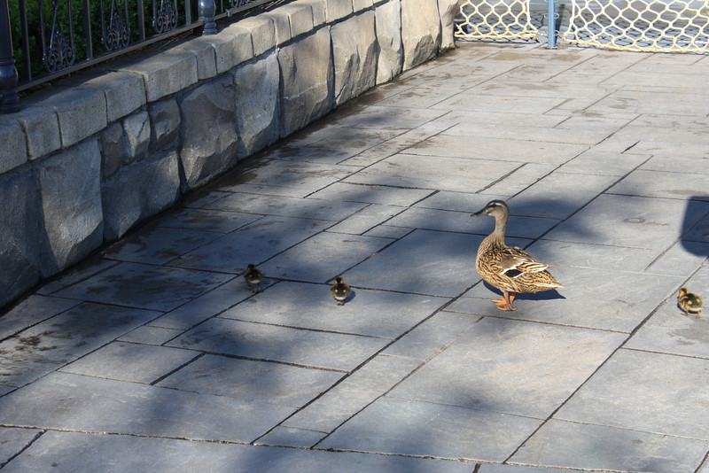 There are a lot of baby ducks at the resort right now.  They must certainly be the luckiest ducks in the entire world, to call the Rivers of America their home.