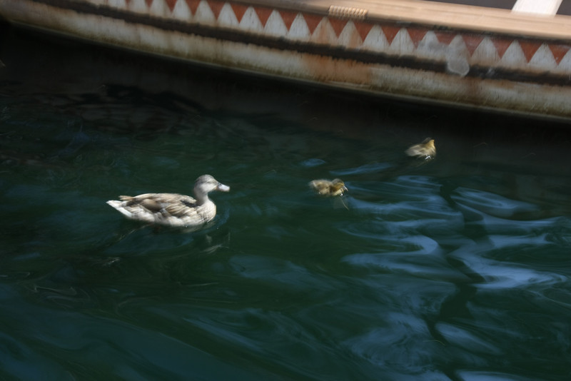 More baby ducks!