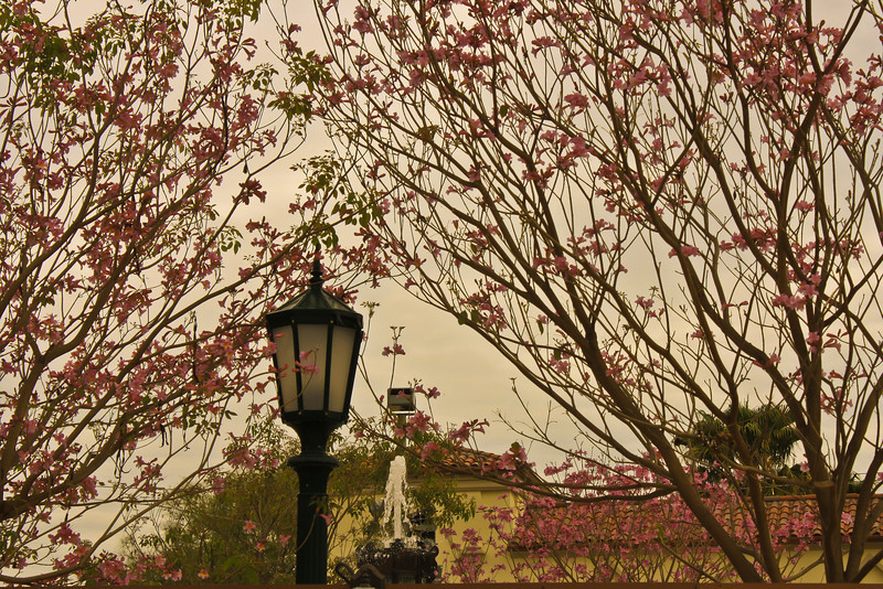 Buena Vista Street Fountain