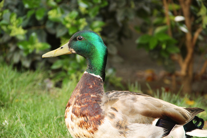 An especially abundant quantity of wildlife can be found in Disneyland this spring.