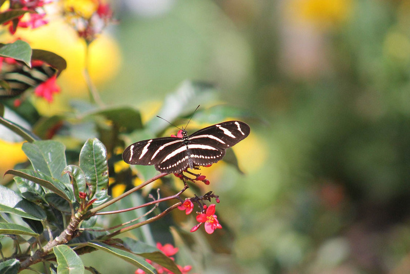 Photo & Video Sharing by SmugMug